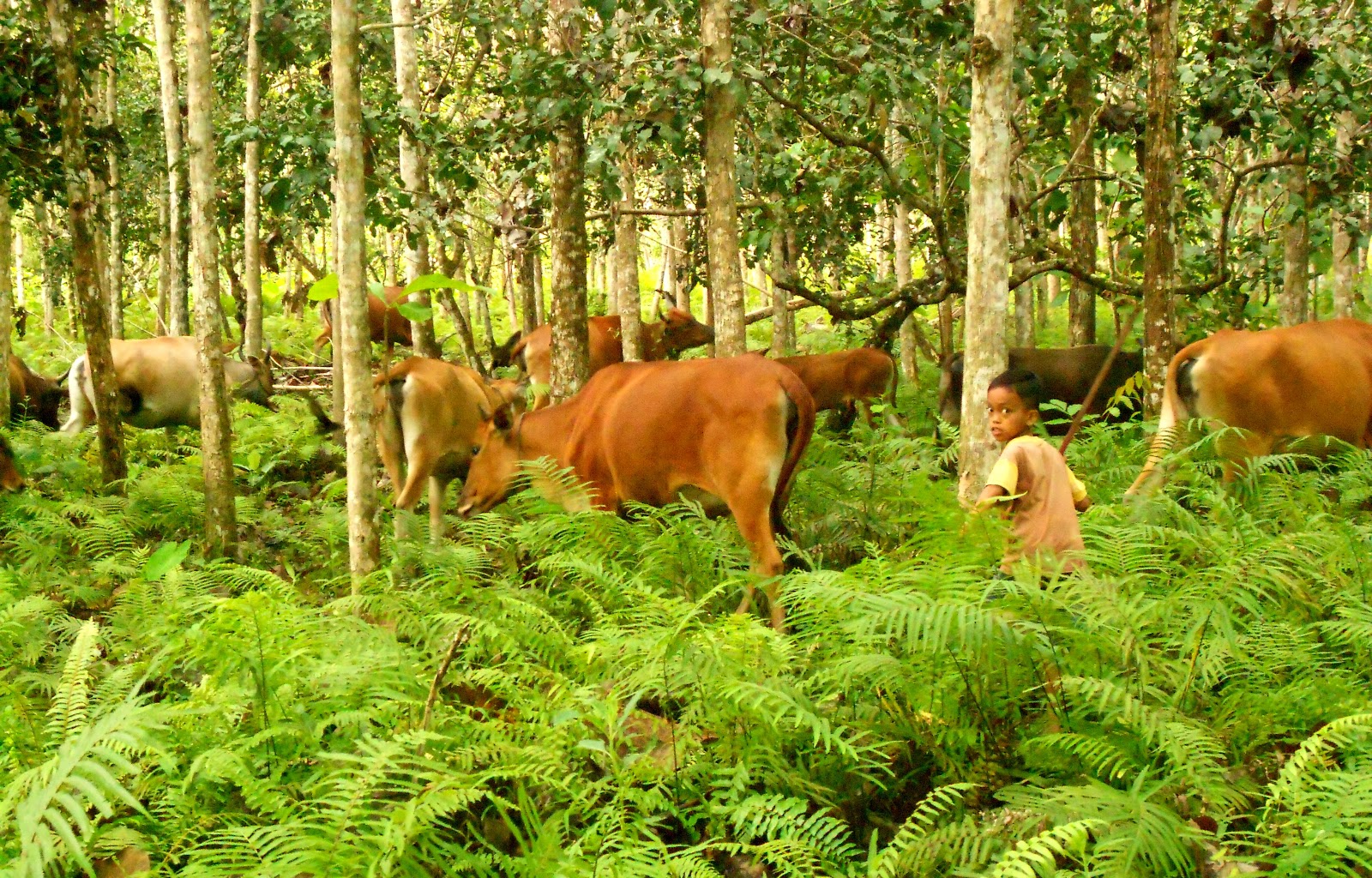 Ancaman Berkelanjutan Sistem Agroforestry ~ FORESTER UNTAD 