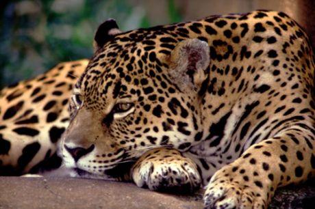Mata Atlântica: Espécies endêmicas mais conhecidas