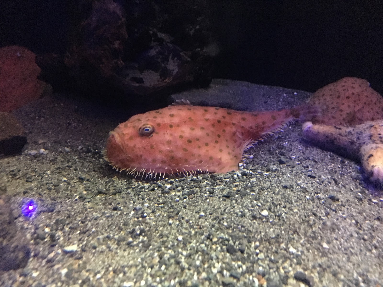 しばにいさーふ 発見 可愛い深海魚 をランキング発表と沼津港深海魚水族館