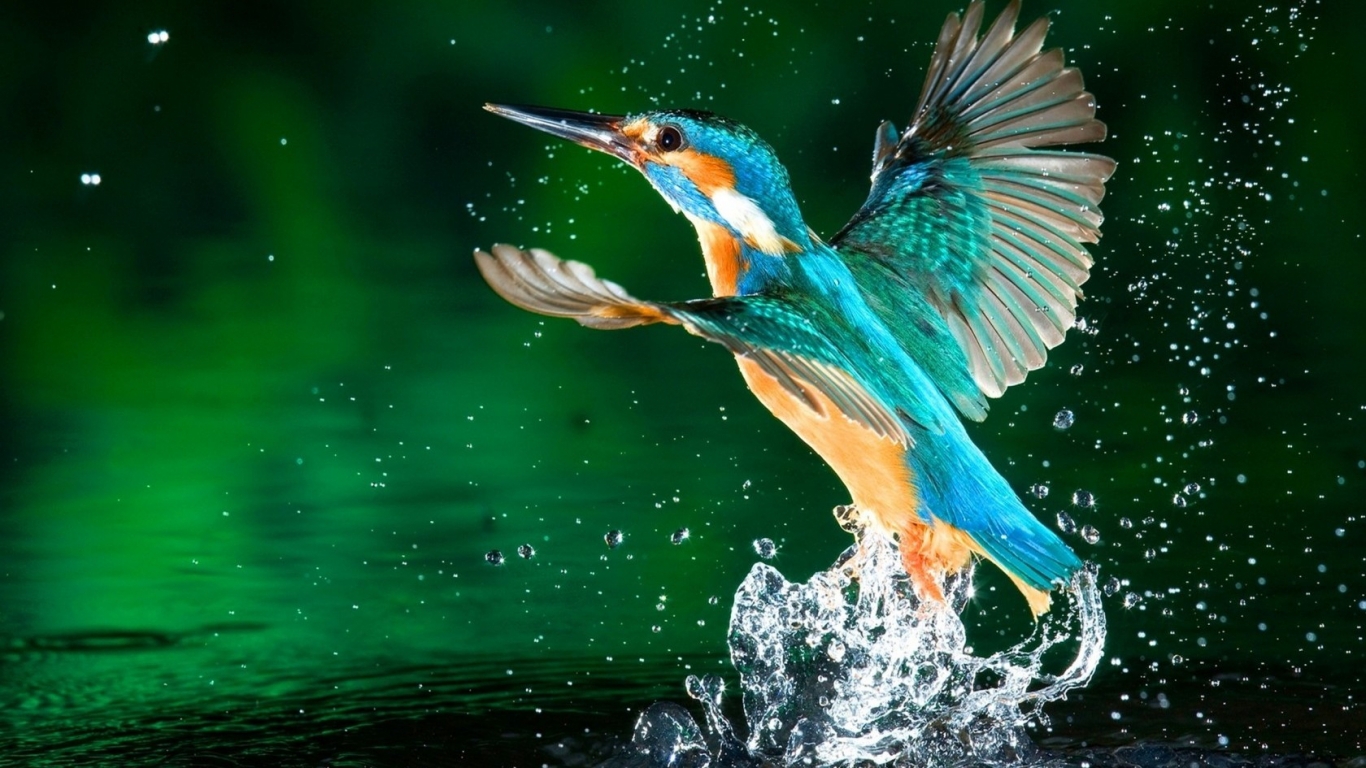 HD Wallpapers and Backgrounds of animals and pets: Foxes, Horses, Tiger, Dogs, Cats, Squirrels, Rabits and Others