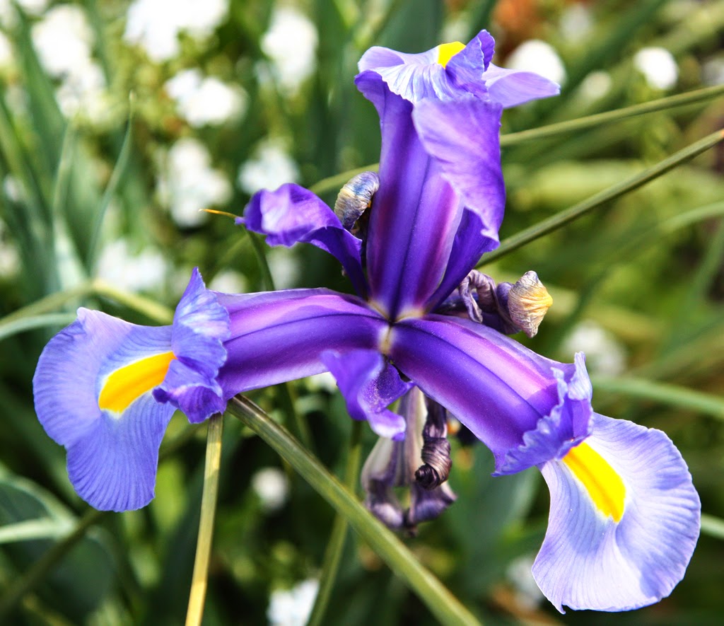 Amboise Daily Photo the Spanish iris