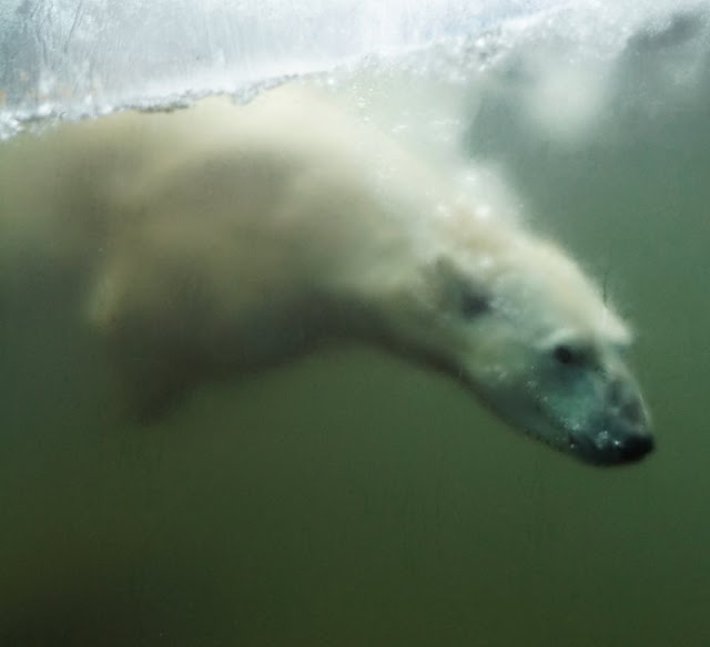 Tierpark Neumünster Eisbär Kinder Familie Herbst Winter Frühjahr