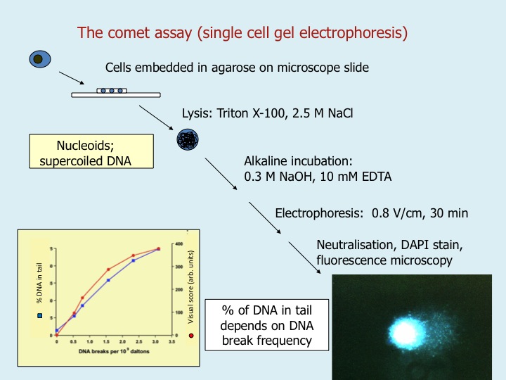 Andrew Collins Andrew Collins CV