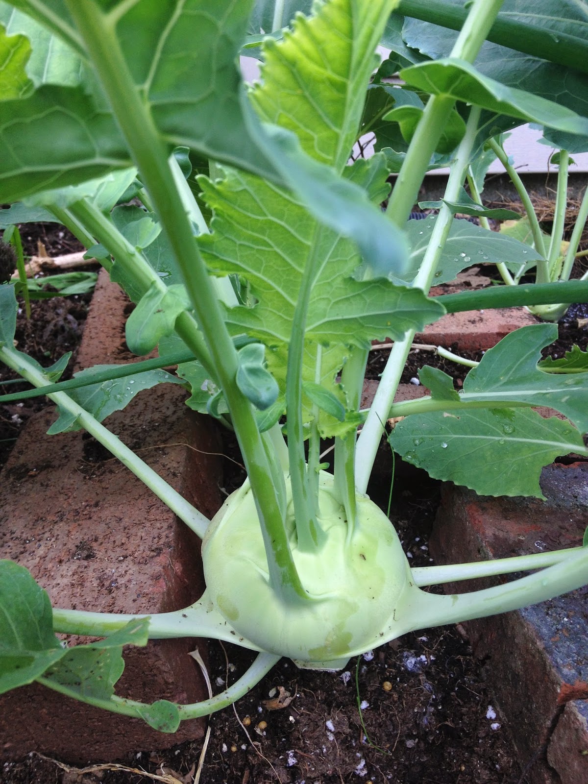 The Green Gardener Kohlrabi
