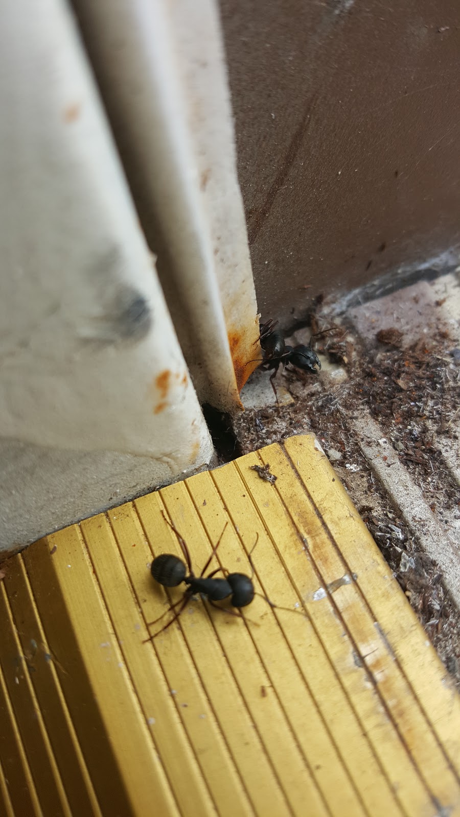 Renton pest control PEST CONTROL FOR LITTLE BLACK ANTS CARPENTER ANTS