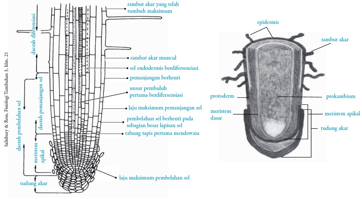 Akar akar adalah fungsi tudung bagian pada ujung Bagian akar