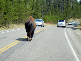 Buffalo walking on road in Yellowstone National Park in Wyoming Buffalo walking on road in Yellowstone National Park in Wyoming