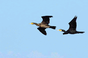 birds in flight, Cormorants, GIF