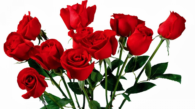 Wallpaper Bunga Mawar Merah Wallpaper Bunga Mawar Merah
