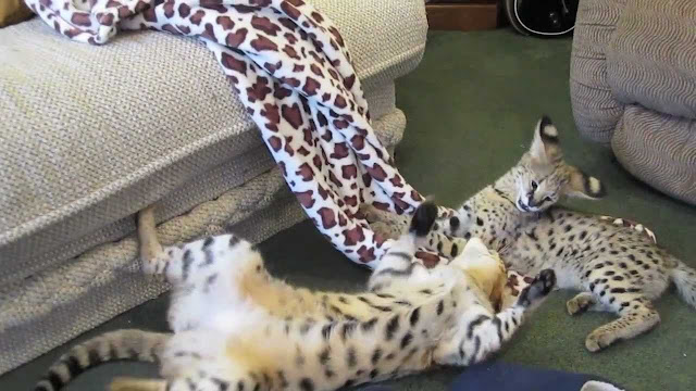 Animal Planet, The elegant savannah cats Animal Planet, The elegant savannah cats
