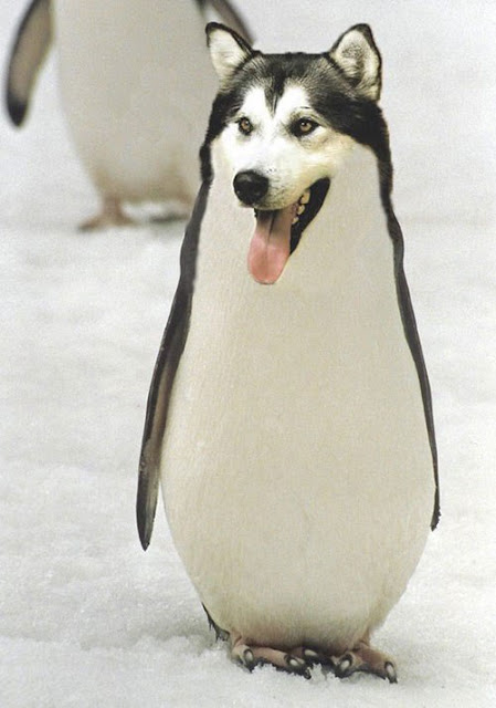 Photoshopped Animals