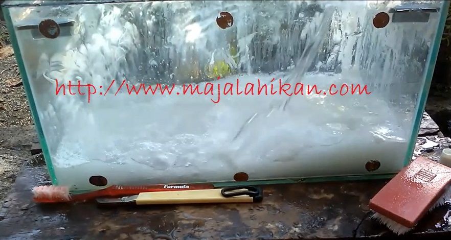 Cara Membersihkan Aquarium Bekas Dan Berkerak Cara Membersihkan Aquarium Bekas Dan Berkerak