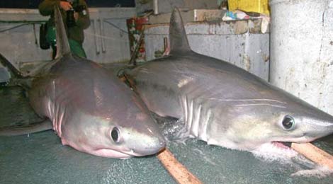 Info-Junction Blog: Porbeagle Shark