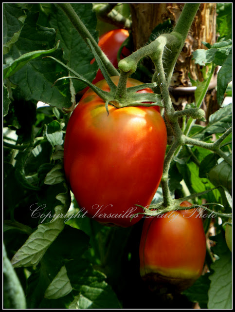 Tomatoes Trianon Palace Versailles