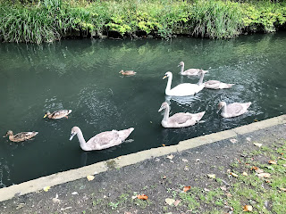 Lebede in Phoenix Park. Cu pui care inca aveau puf gri.