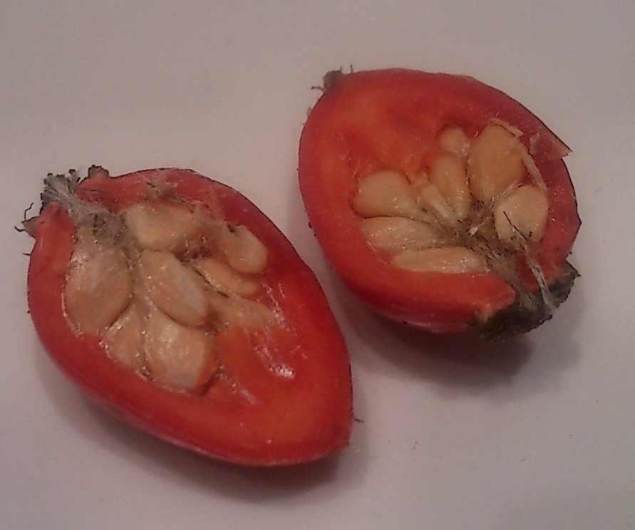 Jennie's Journals How to eat rosehips