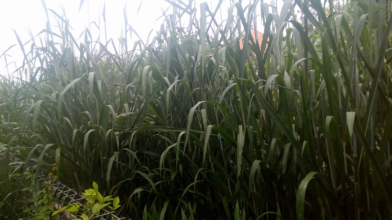 Peternak Pembelajar: Maret 2018