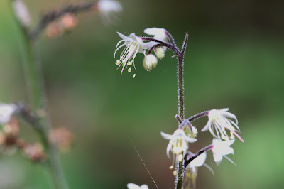 Tiarella unifoliata (Foamflower)