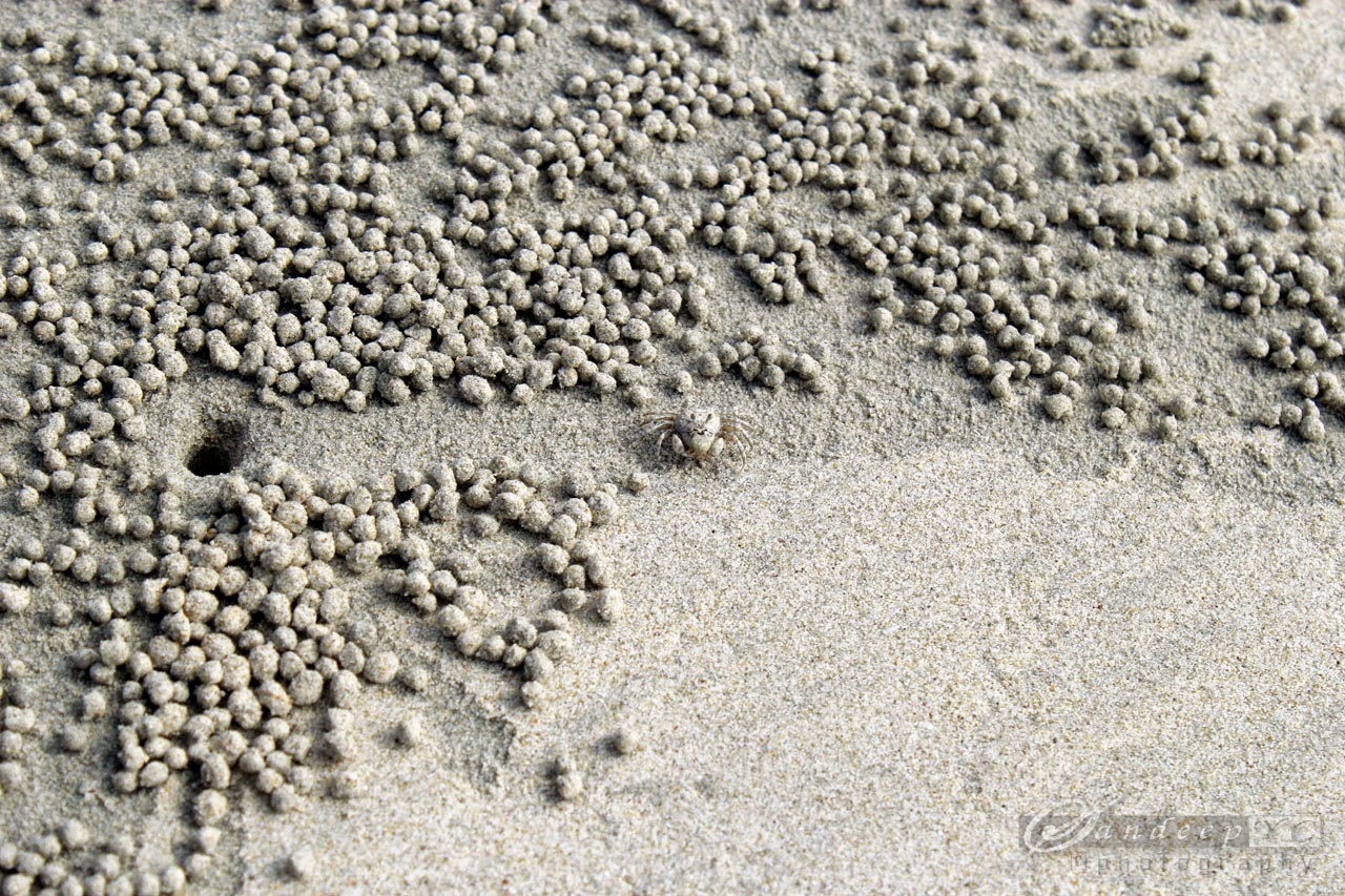 closer look at these sand color crabs