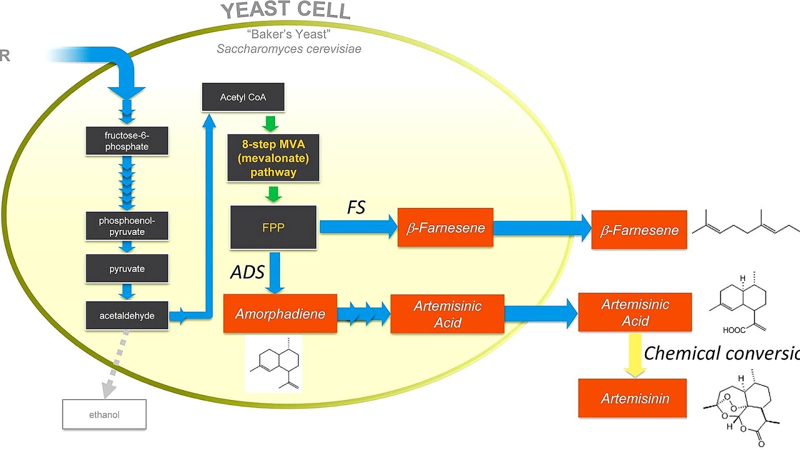Yeast Reproduction In Sugar Substitutes Sugar Choices