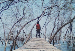 Keindahan Alam Wisata Hutan Mangrove Mojo Pemalang Masyog Com Keindahan Alam Wisata Hutan Mangrove Mojo Pemalang Masyog Com
