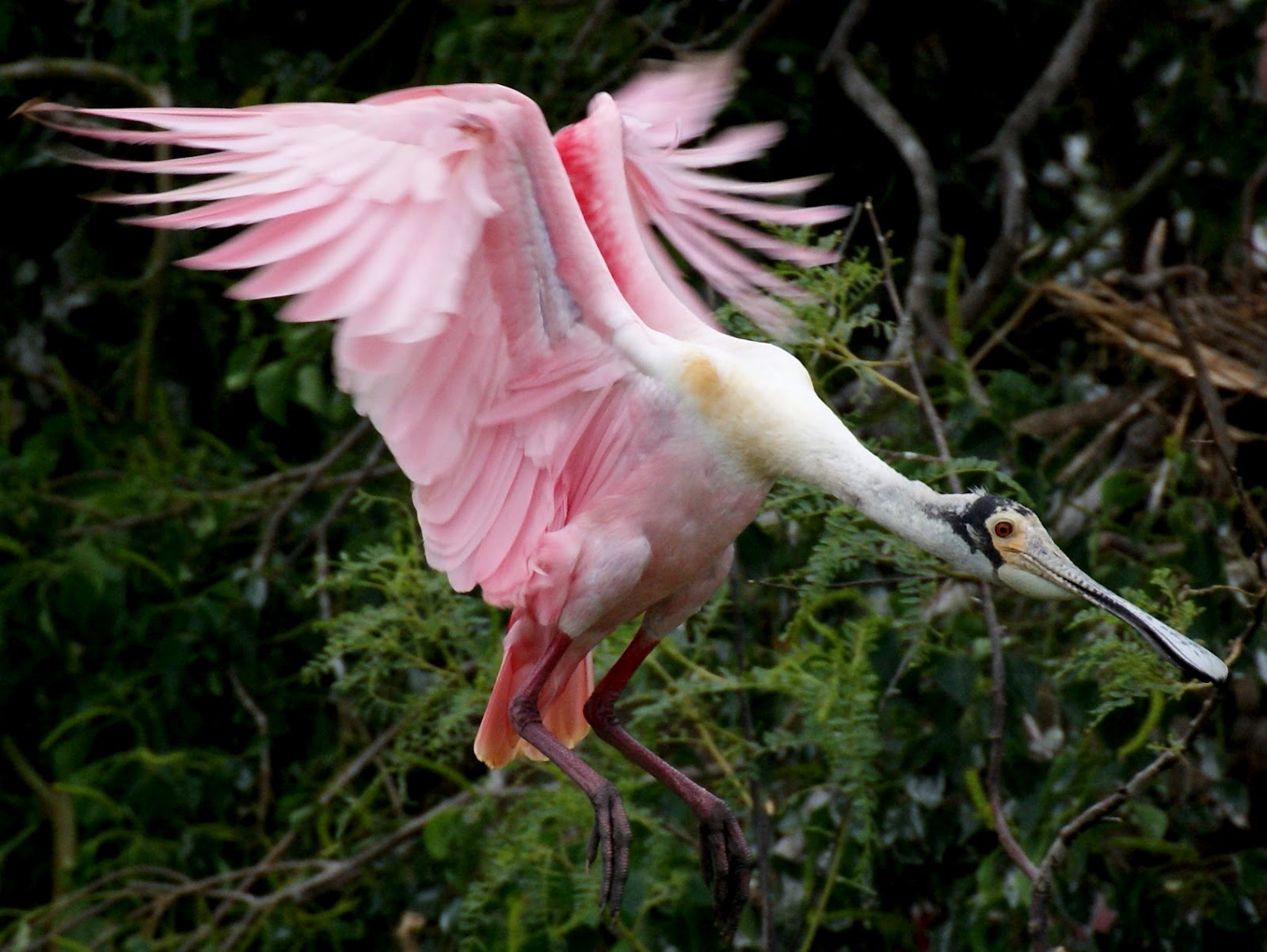 SE Texas Birding & Wildlife Watching High Island Rookery