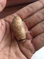 Mustika Kyai Kendil Wesi Mustika Kyai Kendil Wesi