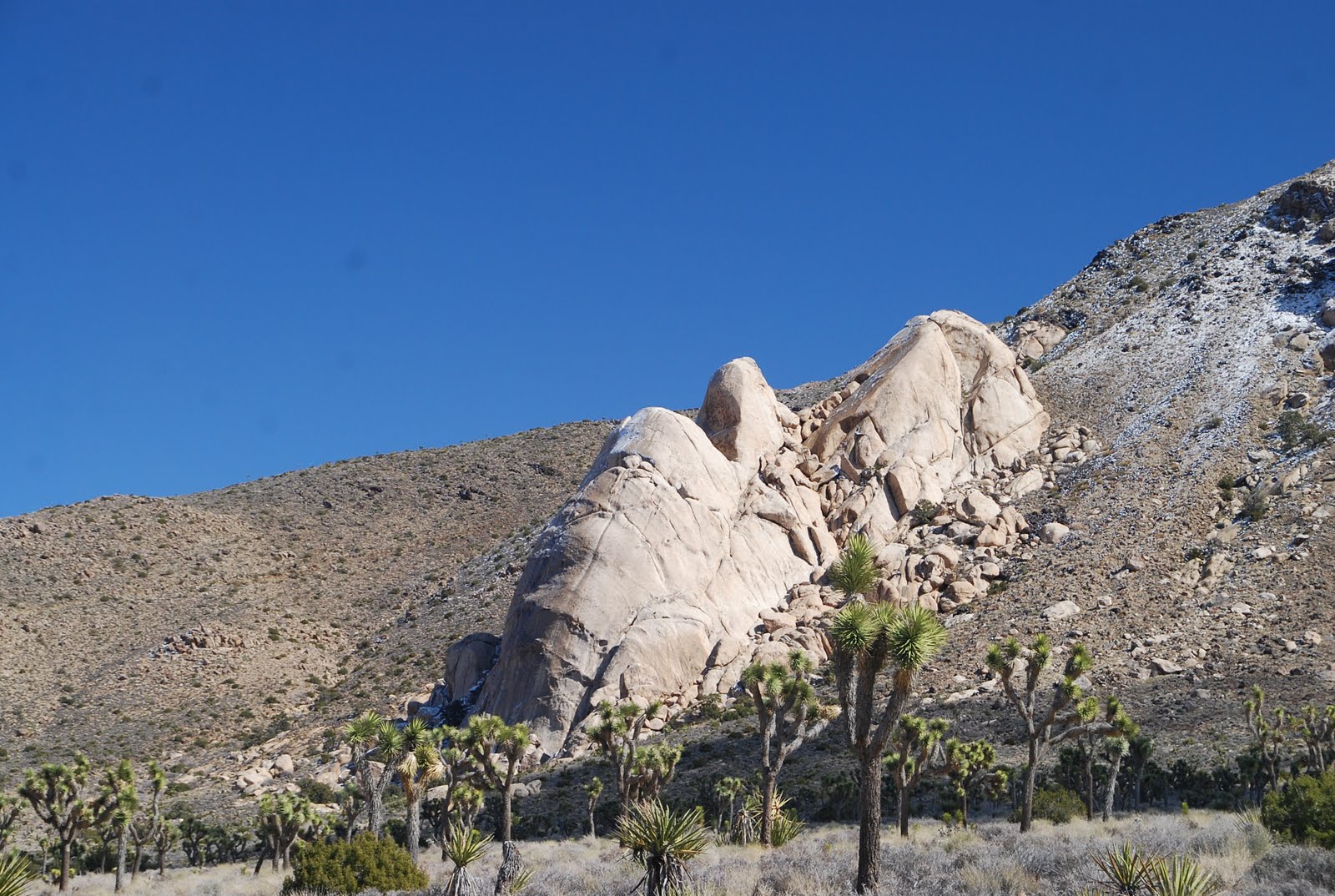 Deserts and Beyond Oyster Bar, Joshua Tree National ParkScenic Sunday