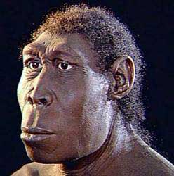 Manusia Purba : Pithecanthropus Mojokertensis dan ...