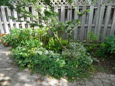 Cabbagetown Toronto shade garden makeover before by Paul Jung Gardening Services Cabbagetown Toronto shade garden makeover before by Paul Jung Gardening Services