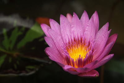tukang taman surabaya jenis tanaman bunga lotus