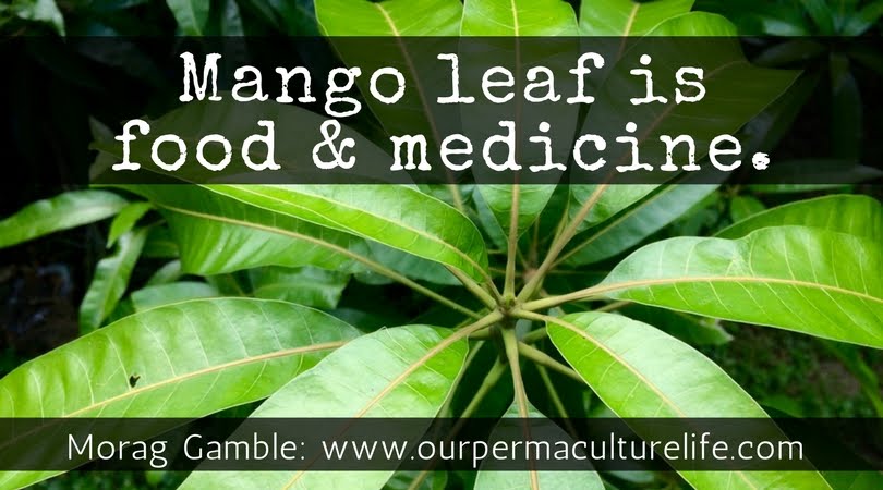 Our Permaculture Life Eat And Drink Young Mango Leaves