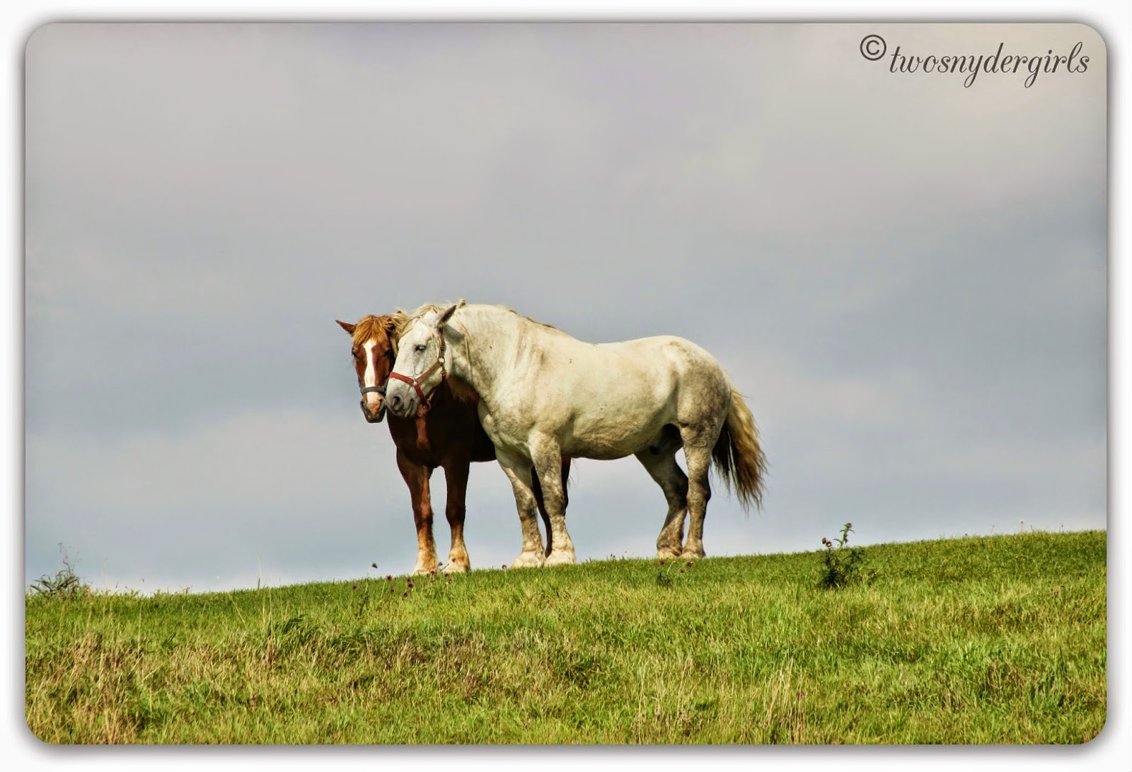 Horses on a hill