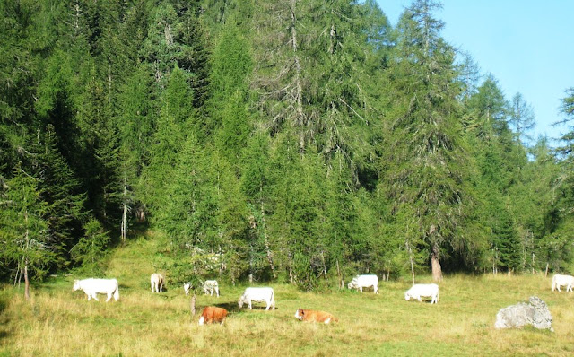 Sentieri facili in Cadore, trekking facili in Cadore, Passeggiate facili in Cadore Lago Sorapiss e Rifuglio Vandelli