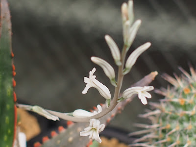 ハオルチア シンビフォルミス グラキリデリネアータ 204678