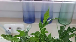 Nikmatnya daun pepaya jepang dan rasakan manfaatnya.