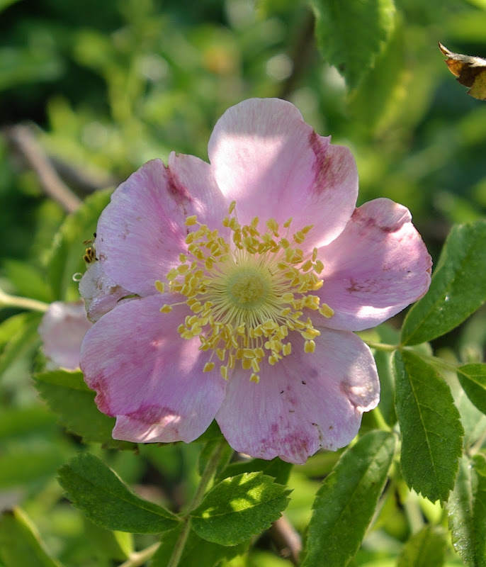 sweetbay Prairie Roses