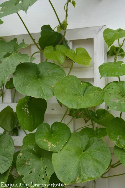 Morning Glory leaves on a wall