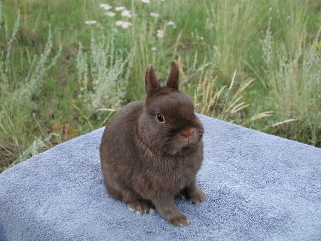 Netherland Dwarf | The Life of Animals