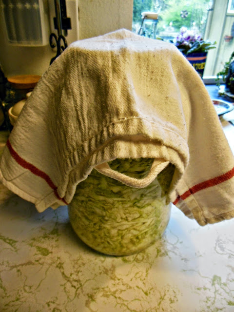 Homemade Sauerkraut, not like store bought, simply delicious! Homemade Sauerkraut, delicious, fresh and better than store bought.