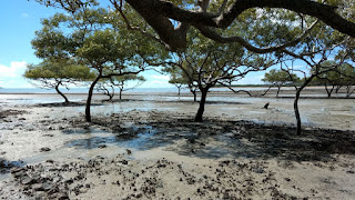 Mangroves at Clairview, Central Queensland