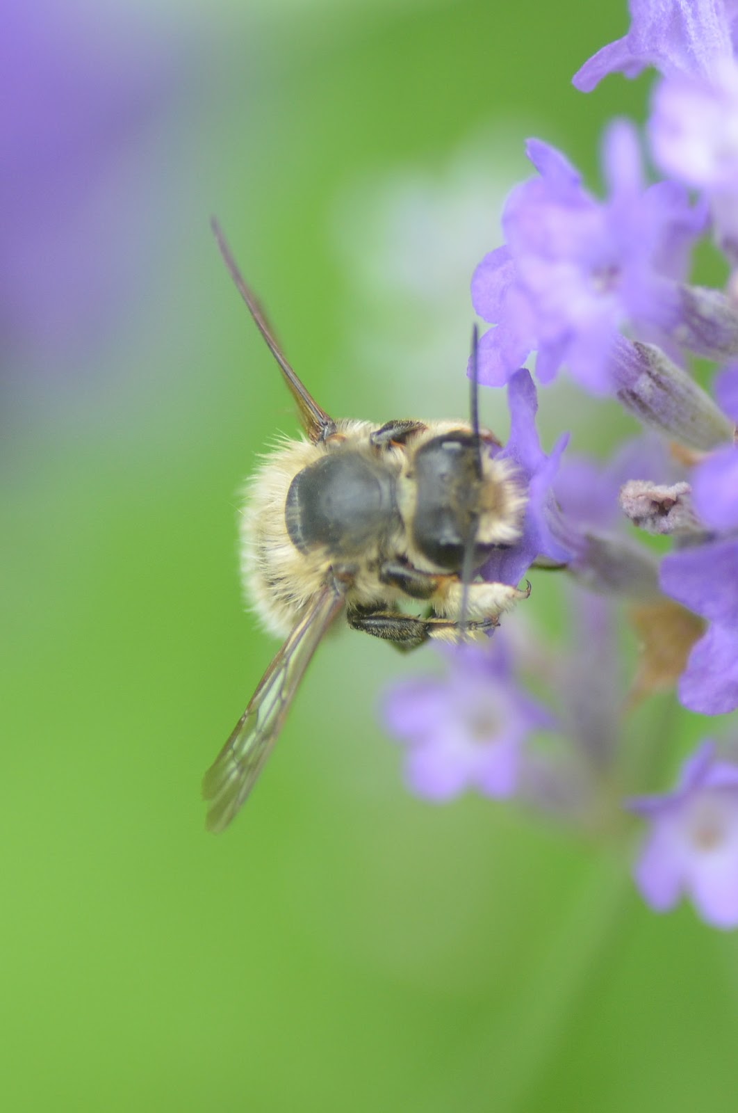 BSBI News & Views: Pollinator ID for Botanists: an introduction