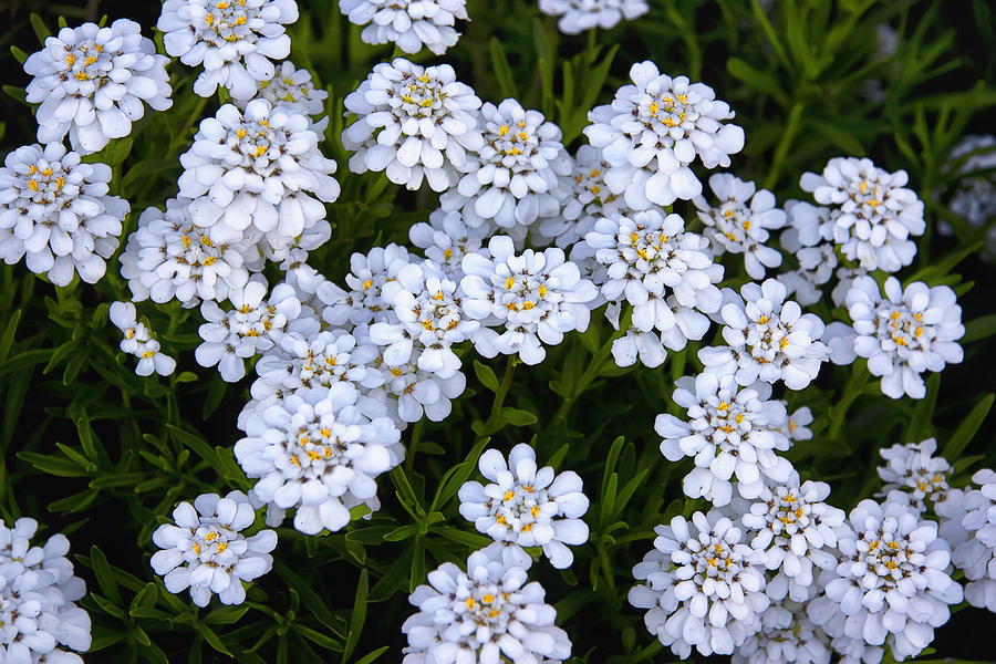 candytuft flower wallpaper candytuft flower wallpaper