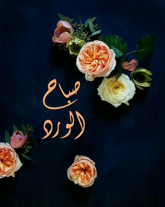 اجمل الصور الصباحية الجديدة لكل صباح مداد الجليد