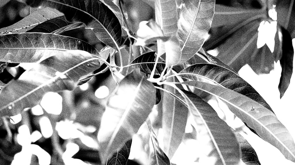 Olympus Viewer 3 Grainy Film Type I Filter Effect Olympus Viewer 3 Grainy Film Type I Filter Effect