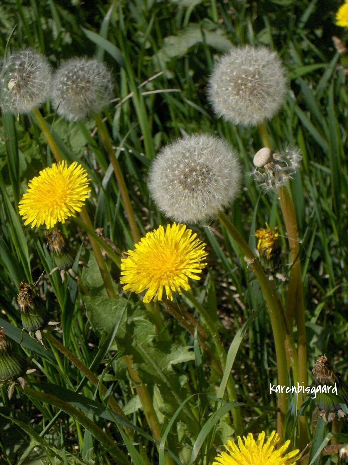 Karen`s Nature Photography Blooming Dandelions and Seed Heads.