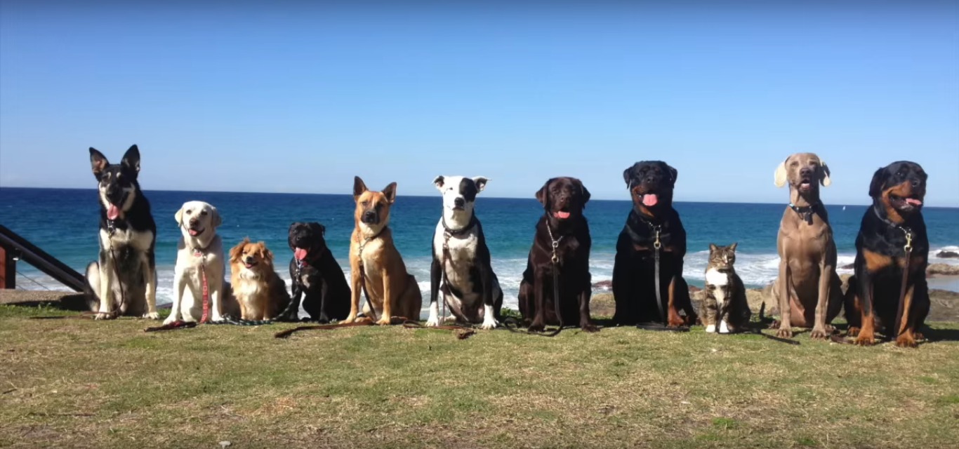 If This Video Doesn't Make You 'HAPPY'... Well, There's Just No Hope For You