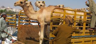 http://4.bp.blogspot.com/-Om5S8w4Ca7U/UIcZlidE9HI/AAAAAAAAAlE/n5ynJILXvs4/s1600/qurban+makkah.jpeg