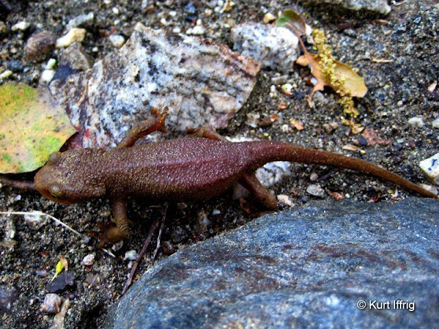These California Newts can sometimes be found near the Kelsey Mine.