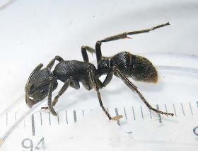 Worker of a large Pachycondyla ant